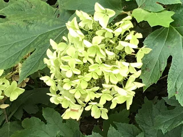 hyrangea Pee Wee, hydrangea