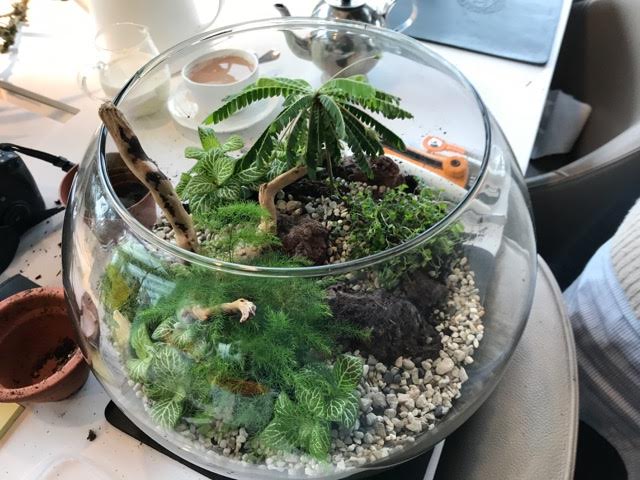 modern terranium