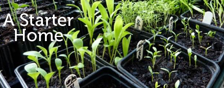 plantor växer i ett växthus