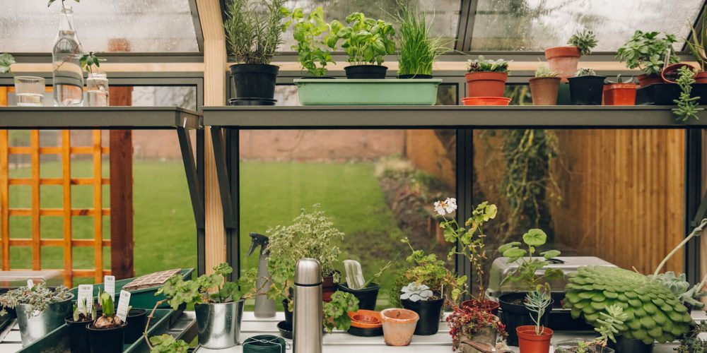 en titt inuti ett växthus