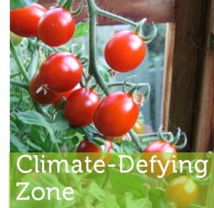 tomater växer på klasar i växthus