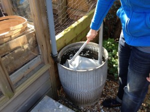 watering can being lowered into water butt